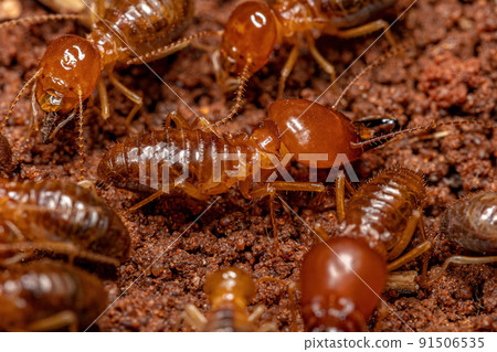 Adult Jawsnouted Termites 91506535