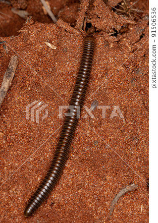 adult millipede arthropod 91506536