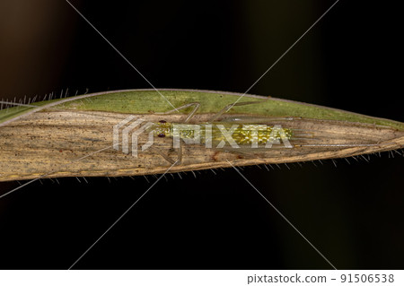Common Tree Cricket Nymph 91506538