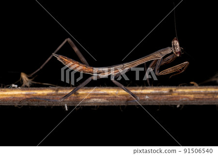 Small Mantid nymph 91506540