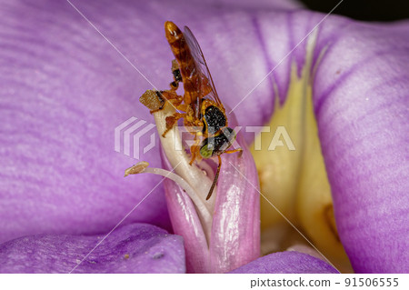Adult Jatai bee 91506555