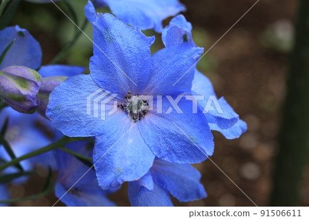Blue flowers of Siberian larks 91506611
