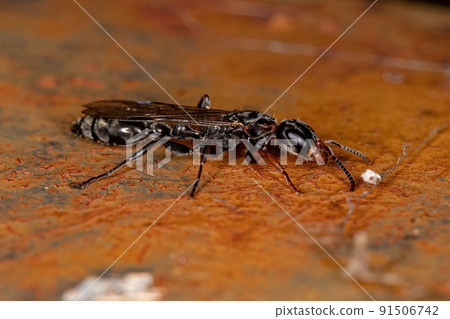 Adult Twig Queen Ant Adult Twig Queen Ant 91506742