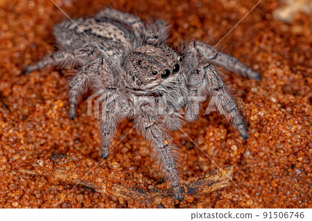 Small Jumping Spider 91506746