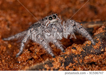 Small Jumping Spider 91506747