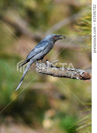Ashy drongo, a dark wild bird commonly found in the rainforests of Southeast Asia 91506782