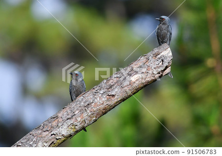 Ashy drongo, a dark wild bird commonly found in the rainforests of Southeast Asia 91506783