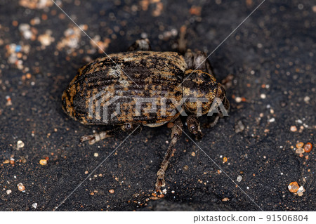 Adult True Weevil Adult True Weevil 91506804