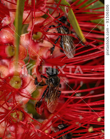 Adult Stingless Bee 91506806