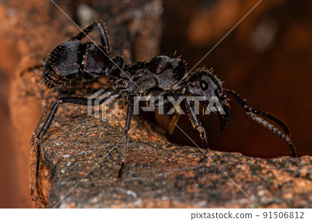 Adult Female Ectatommine Ant 91506812