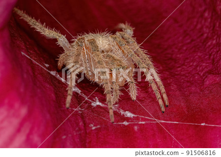 Female Adult Typical Orbweaver Female Adult Typical Orbweaver 91506816