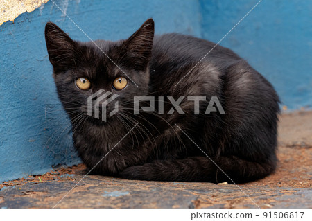 Black Young Feral domestic cat Black Young Feral domestic cat 91506817