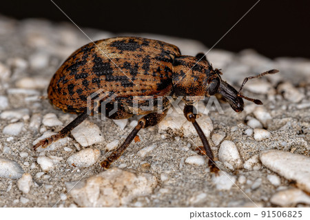 Adult True Weevil 91506825