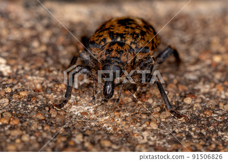 Adult True Weevil 91506826