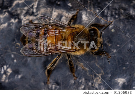 Adult Female Western Honey Bee 91506988