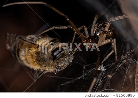 Female Adult Brown Widow Spider preying on a Adult Female Western Honey Bee Female Adult Brown Widow Spider preying on a Adult Female Western Honey Bee 91506990