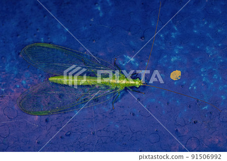 Adult Typical Green Lacewing 91506992