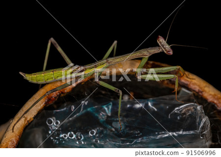 Small Mantid nymph Small Mantid nymph 91506996