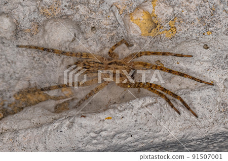 Small Ghost Spider 91507001