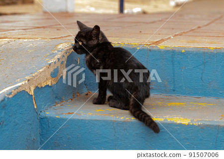 Black Young Feral domestic cat 91507006