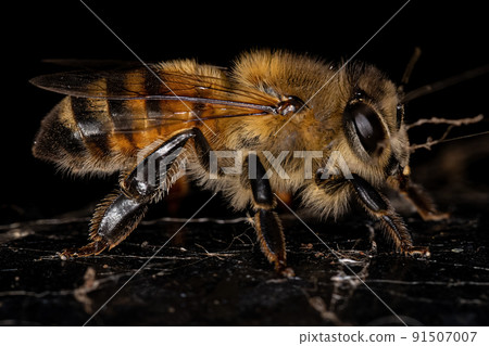 Adult Female Western Honey Bee 91507007
