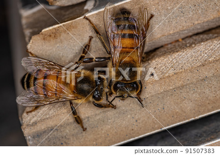 Adult Female Western Honey Bee 91507383