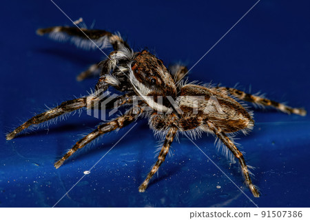 Adult Male Gray Wall Jumping Spider Adult Male Gray Wall Jumping Spider 91507386
