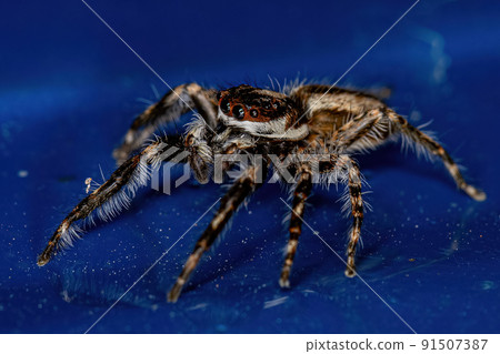 Adult Male Gray Wall Jumping Spider 91507387