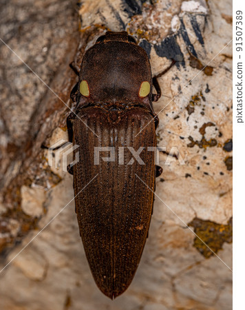 Adult Fire Click Beetle Adult Fire Click Beetle 91507389