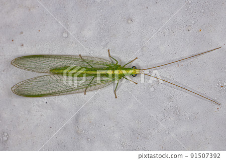 Adult Typical Green Lacewing 91507392