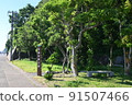 夏季從日本海越前海岸的河野看 91507466