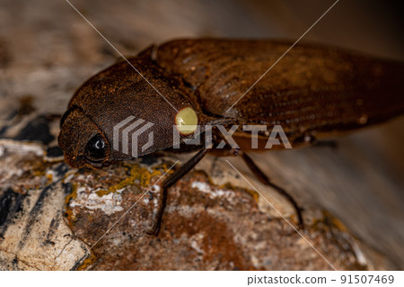 Adult Fire Click Beetle Adult Fire Click Beetle 91507469