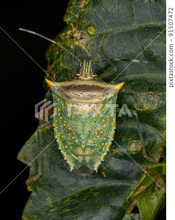 adult White spotted Arvelius stink bug 91507472
