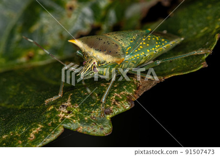adult White spotted Arvelius stink bug adult White spotted Arvelius stink bug 91507473