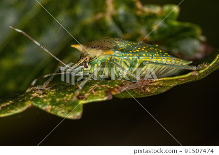 adult White spotted Arvelius stink bug 91507474