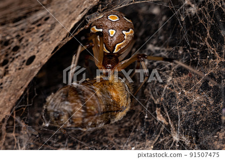 Female Adult Brown Widow Spider preying on a Adult Female Western Honey Bee Female Adult Brown Widow Spider preying on a Adult Female Western Honey Bee 91507475