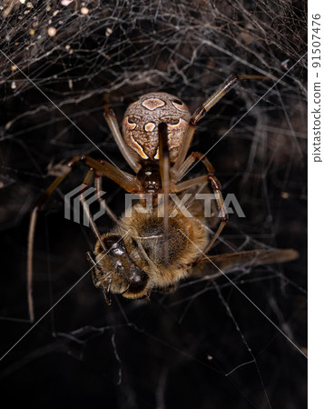Female Adult Brown Widow Spider preying on a Adult Female Western Honey Bee Female Adult Brown Widow Spider preying on a Adult Female Western Honey Bee 91507476