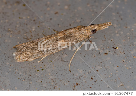 Adult Pyralid Snout Moth Adult Pyralid Snout Moth 91507477
