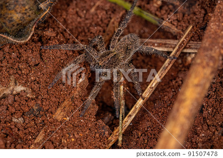 Adult Wandering Spider Adult Wandering Spider 91507478
