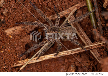 Adult Wandering Spider Adult Wandering Spider 91507479