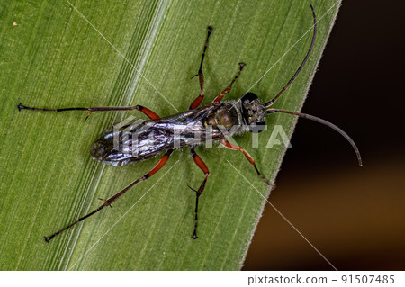 Adult Spider Wasp 91507485