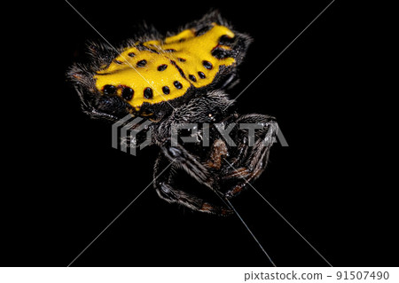 Adult Spinybacked Orbweaver Adult Spinybacked Orbweaver 91507490