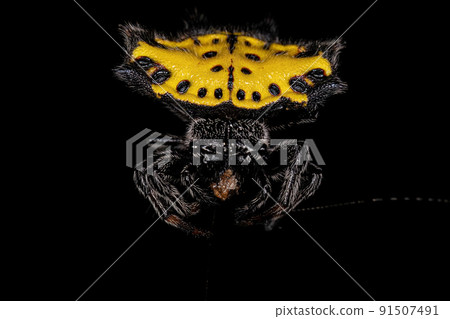 Adult Spinybacked Orbweaver Adult Spinybacked Orbweaver 91507491