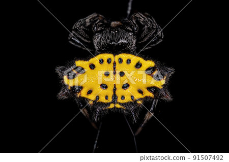 Adult Spinybacked Orbweaver Adult Spinybacked Orbweaver 91507492