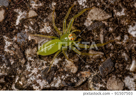 Adult Female Translucent Green Jumping Spider Adult Female Translucent Green Jumping Spider 91507503