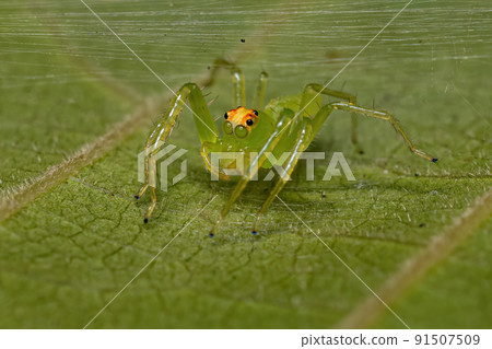 Adult Female Translucent Green Jumping Spider 91507509