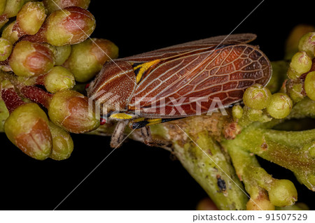 Adult Aetalionid Treehopper Adult Aetalionid Treehopper 91507529