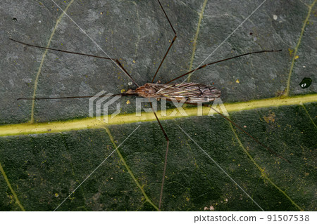Adult Limoniid Crane Fly 91507538