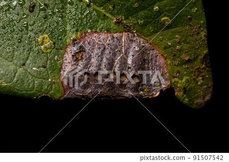 parasitized semi-aquatic katkid eggs parasitized semi-aquatic katkid eggs 91507542