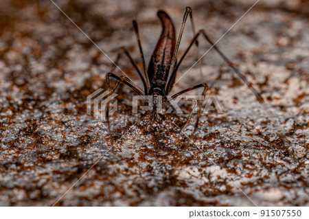 Adult Stretched Thief Spider 91507550